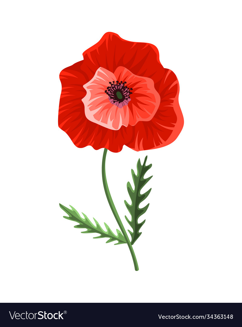 Poppy flower watercolor hand drawn Royalty Free Vector Image