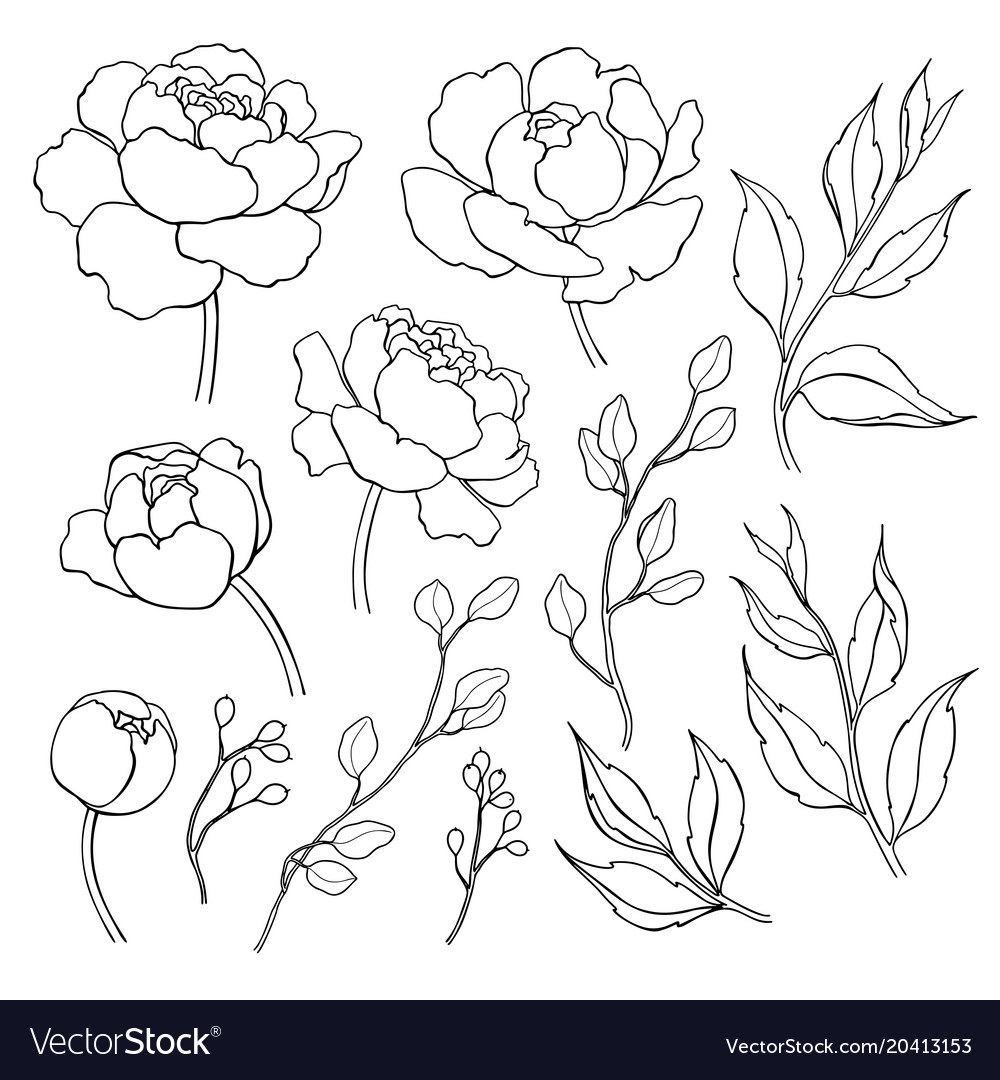 Peony flower and leaves line drawing hand Vector Image