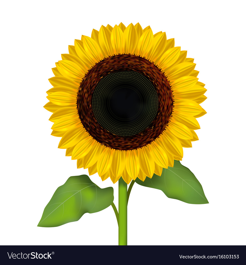 Realistic detailed sunflower flower