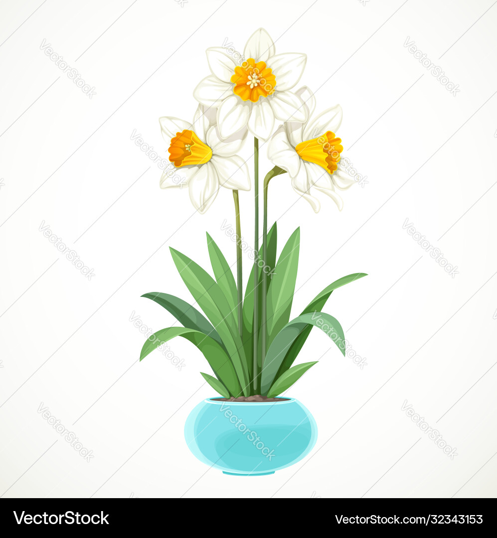 White Daffodils With Yellow Centers Grow Vector Image
