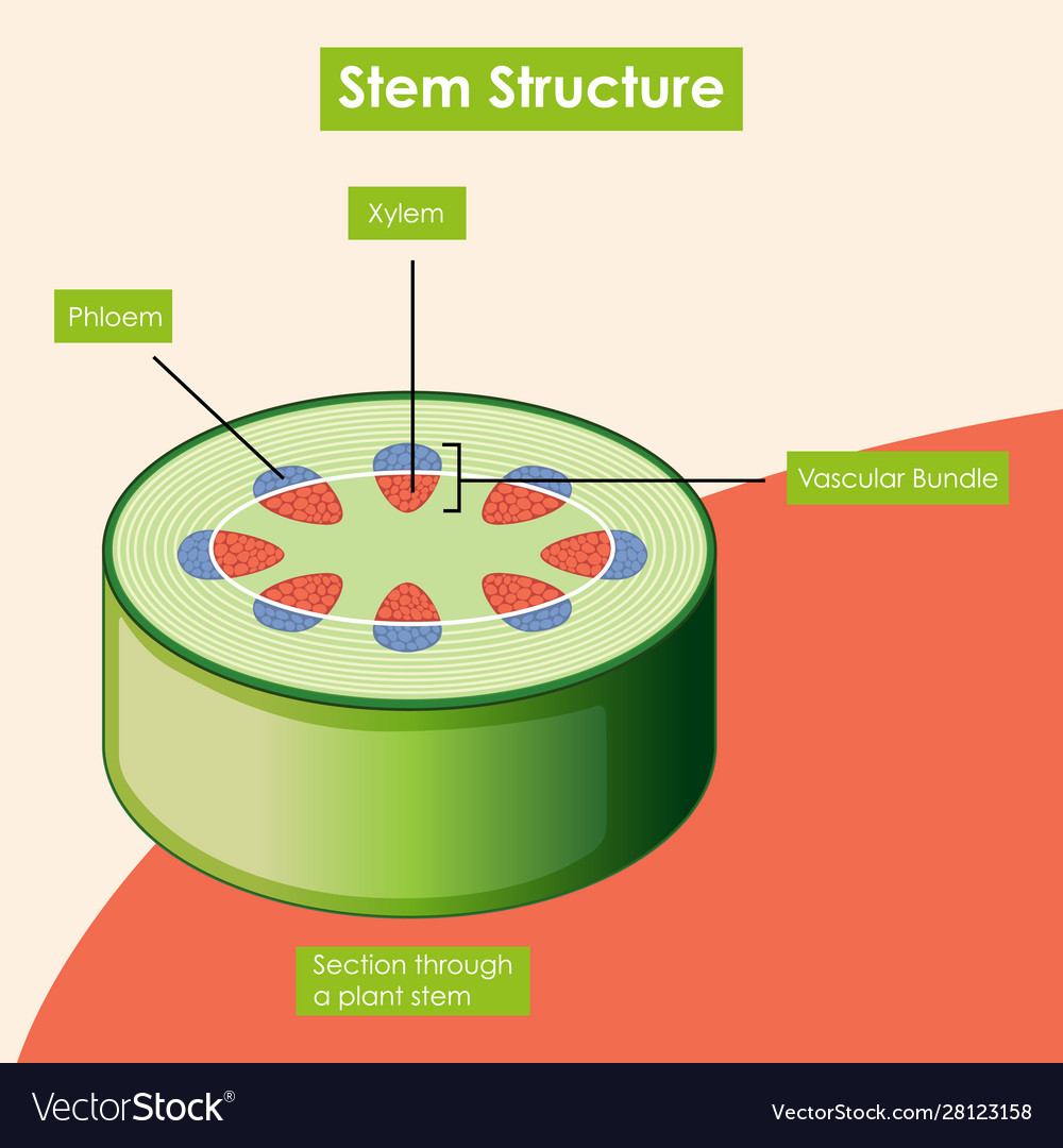 stem diagram labeled