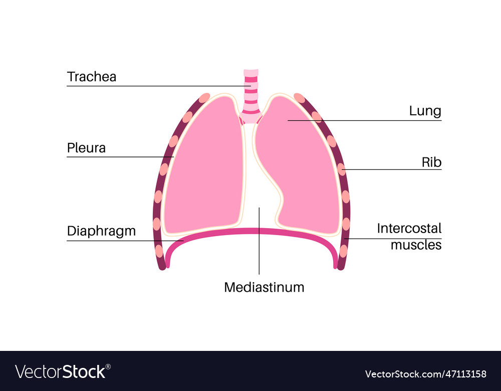 Mediastinum Infographic Poster Royalty Free Vector Image   Mediastinum Infographic Poster Vector 47113158 