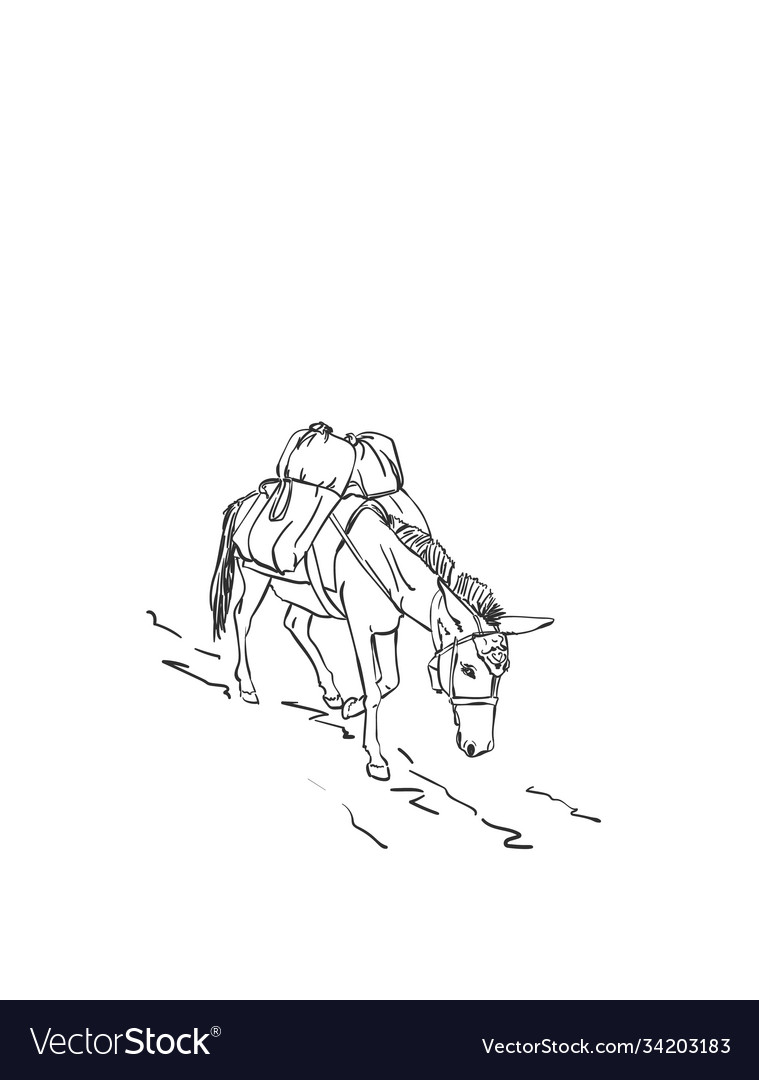 Mule is carrying load on his back this type Vector Image Mule is carrying load on his back this type Vector Image
