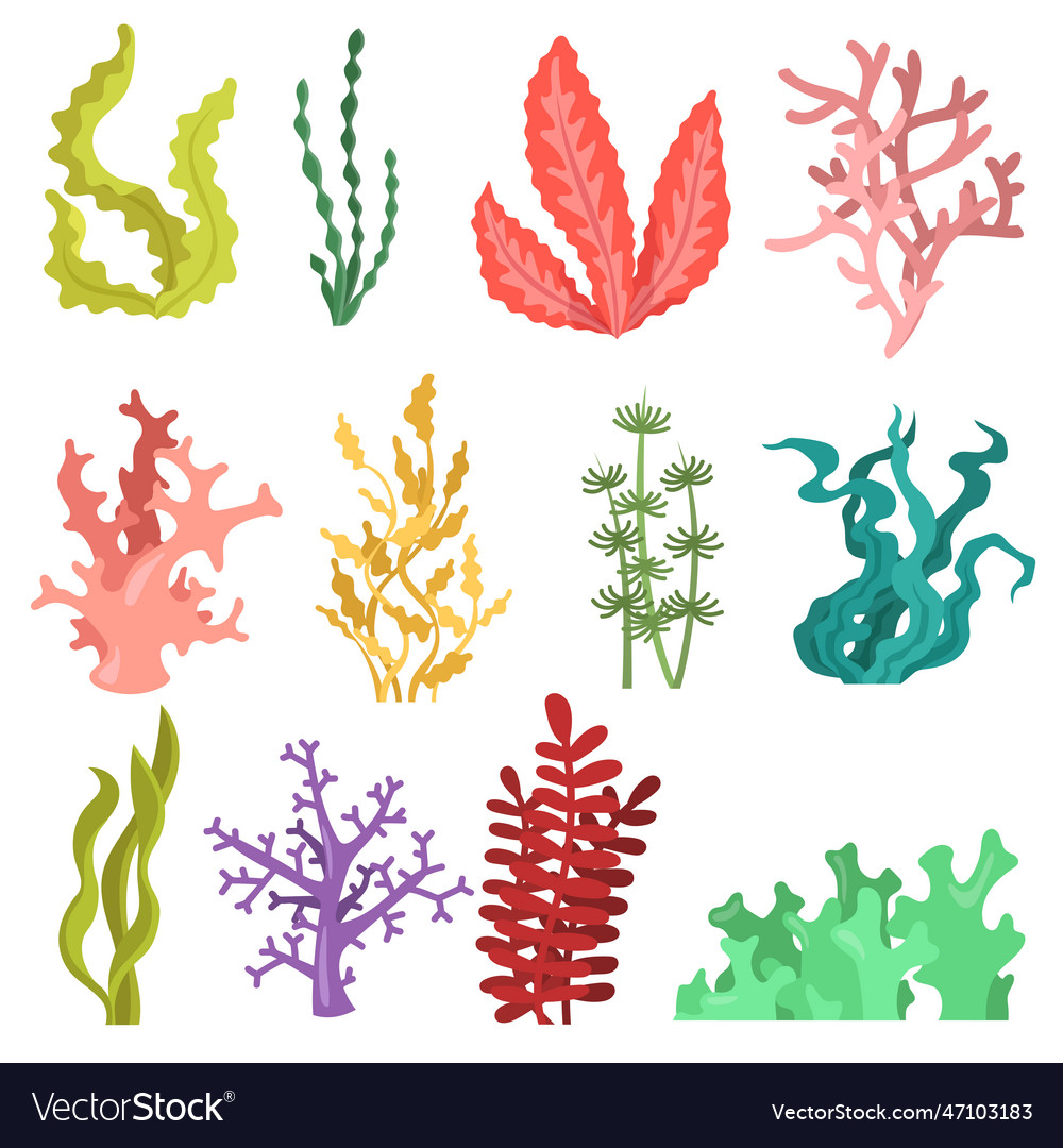 Set of watercolour seaweed Royalty Free Vector Image