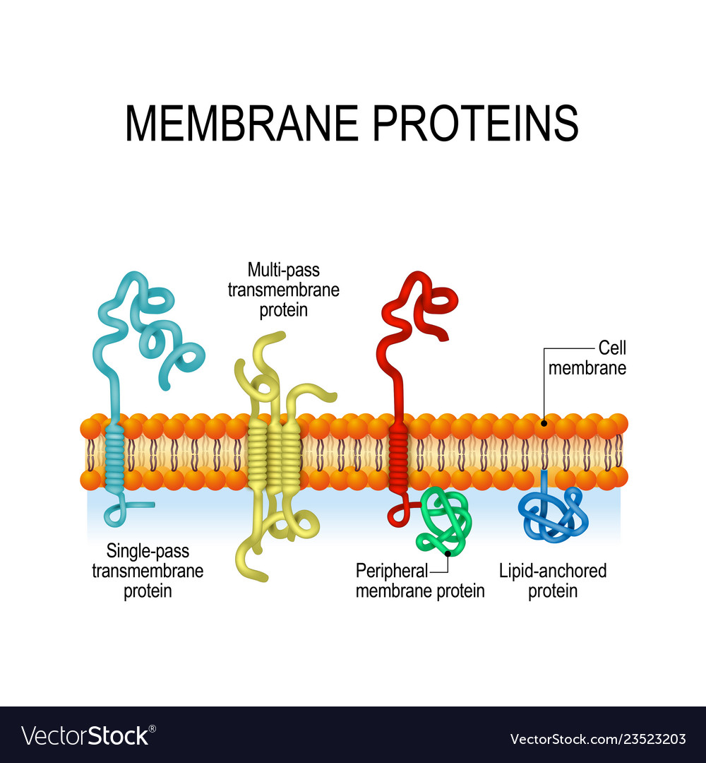 membrane-proteins-royalty-free-vector-image-vectorstock