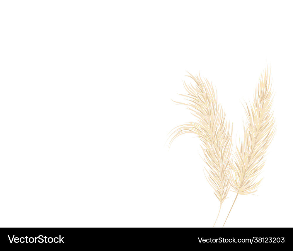 Pampas grass on a white background in a hand Vector Image