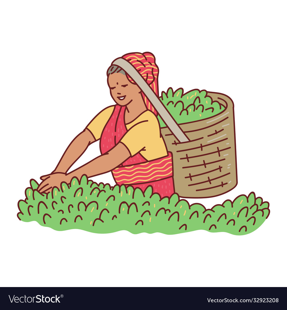 Woman character picking up tea leaves cartoon Vector Image