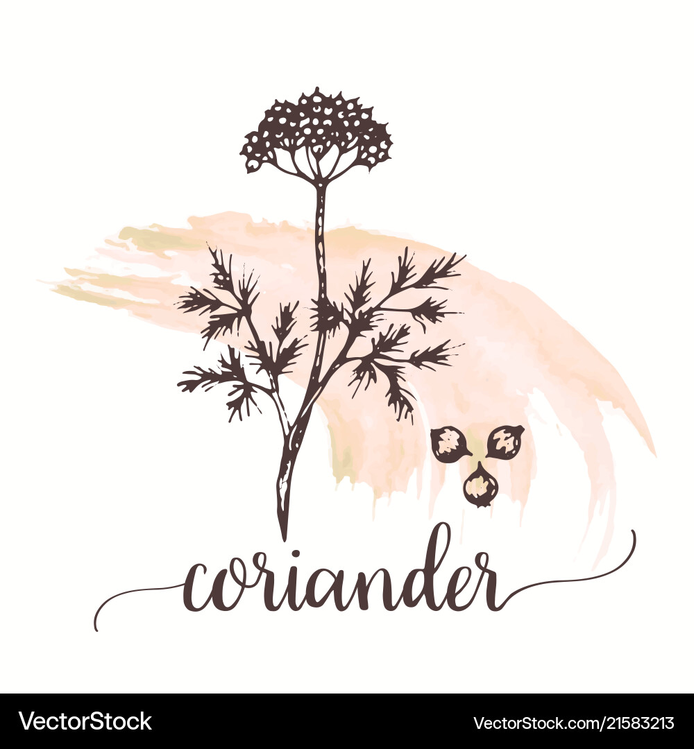 Coriander hand drawn Royalty Free Vector Image
