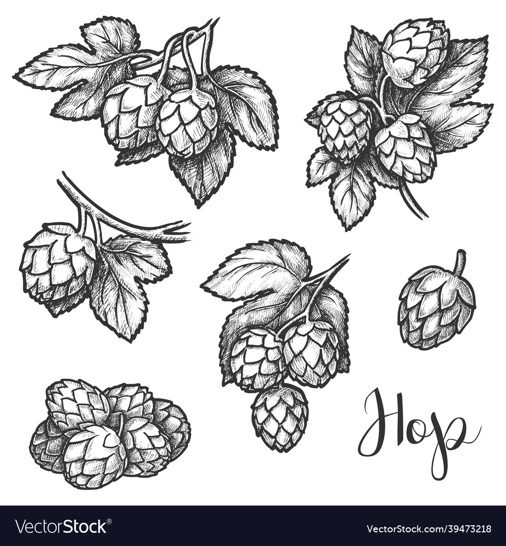 Hops plant cones sketch beer brewing ingredient Vector Image