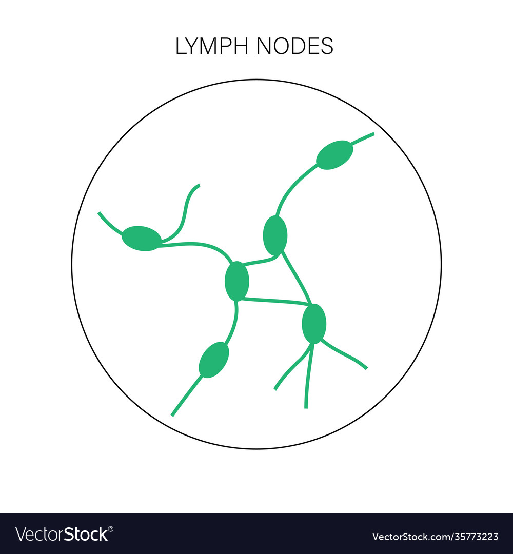 Lymph nodes concept Royalty Free Vector Image - VectorStock