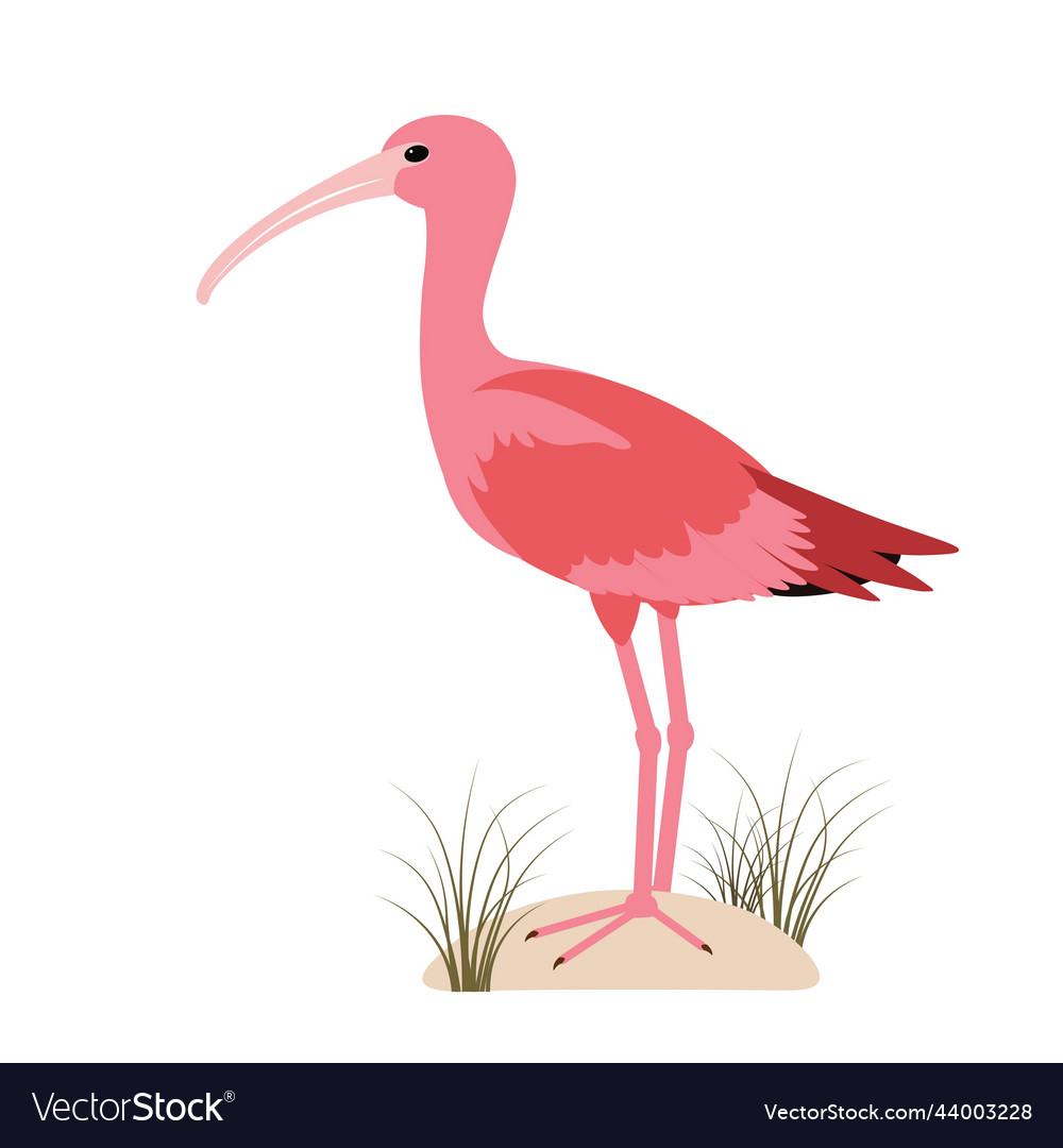 Ibis bird species Royalty Free Vector Image - VectorStock