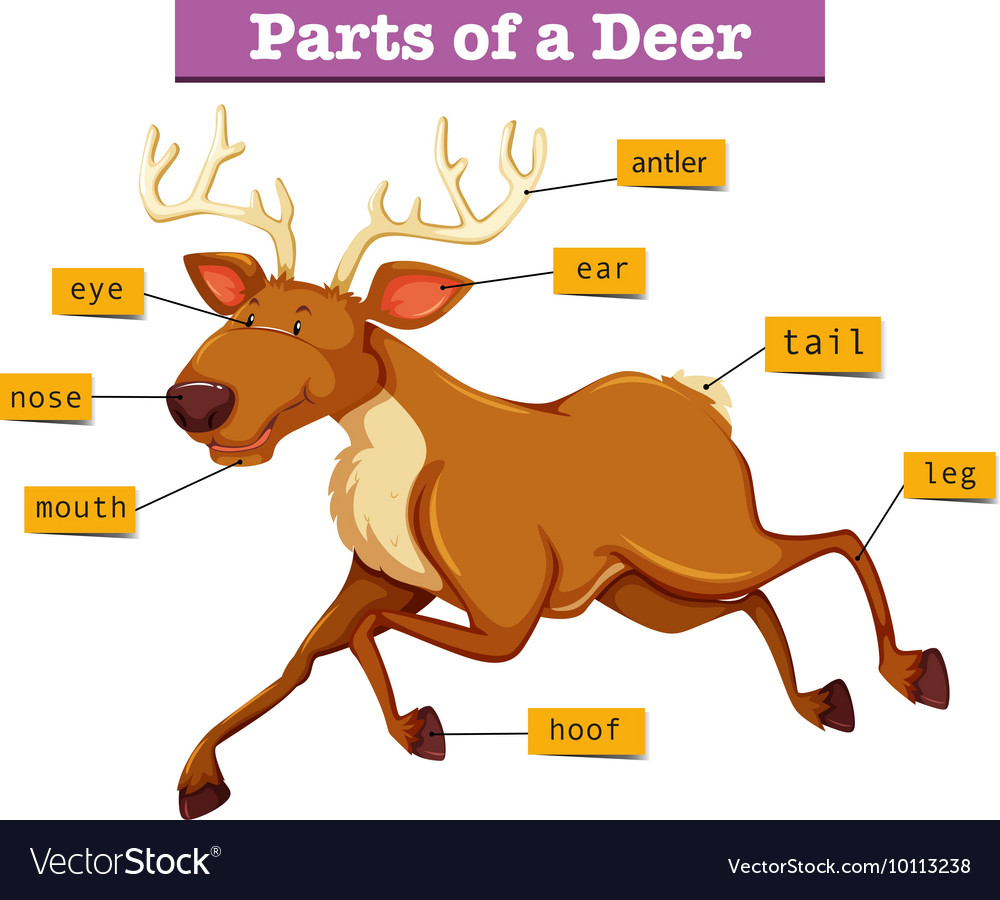 Diagram showing parts of deer Royalty Free Vector Image