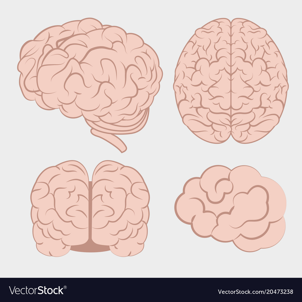 Intelligence of the human brain Royalty Free Vector Image