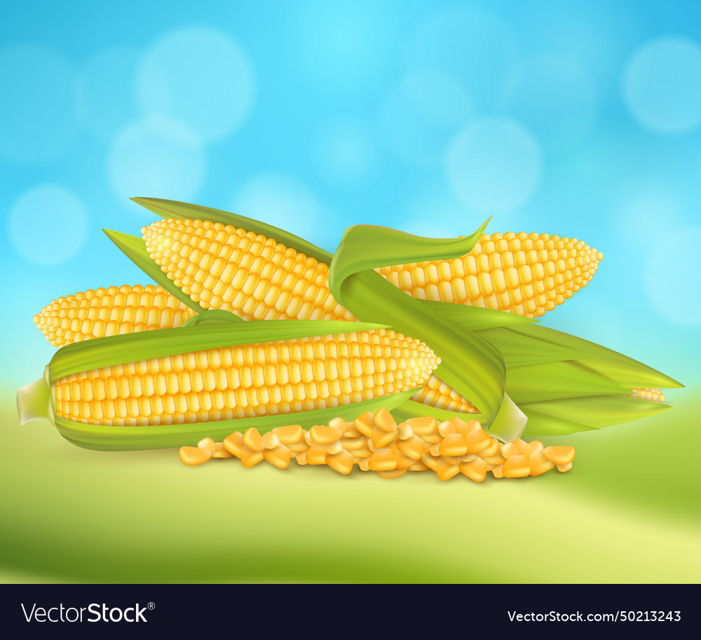 Sweet corn advertising poster design template Vector Image