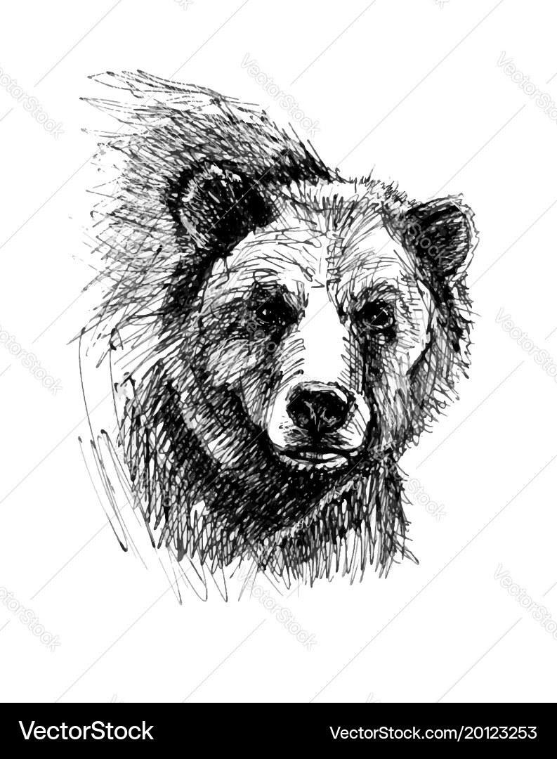 Brown bear Royalty Free Vector Image - VectorStock