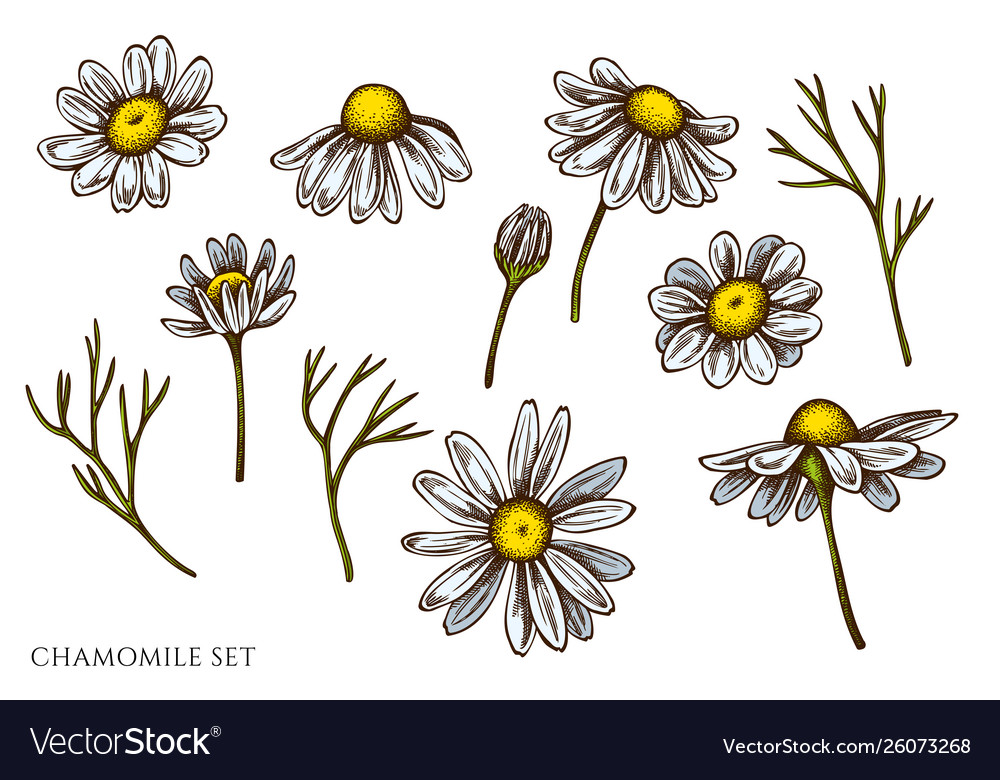 Set hand drawn colored chamomile