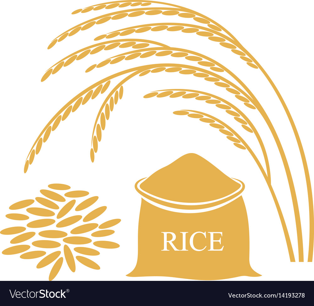 Rice Royalty Free Vector Image - VectorStock