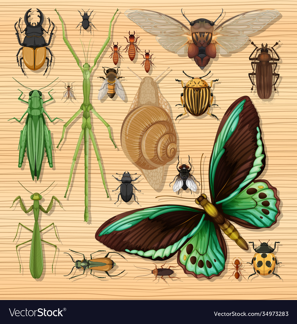 Set different insects on wooden wallpaper vector image Set different insects on wooden wallpaper
