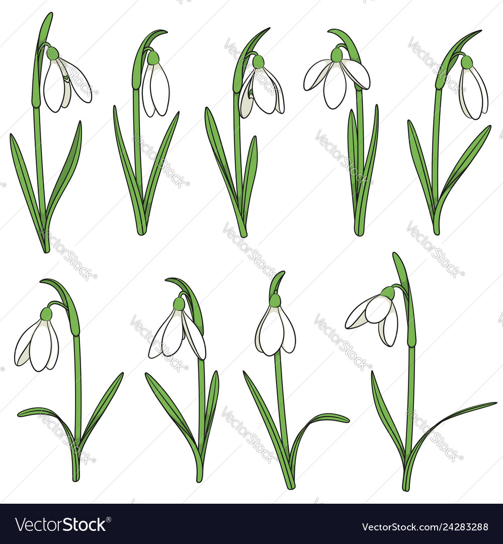 Set of color with snowdrops Royalty Free Vector Image