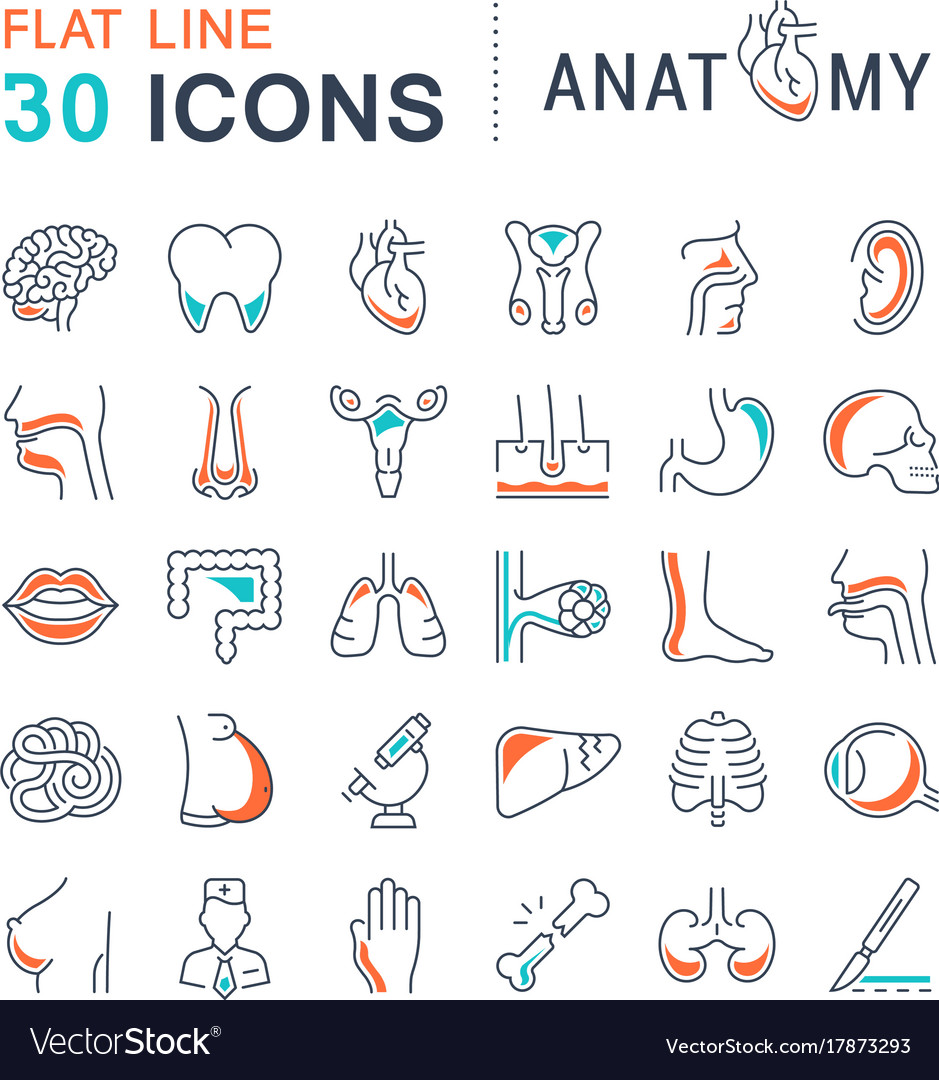 Set of line icons anatomy and physiology Vector Image