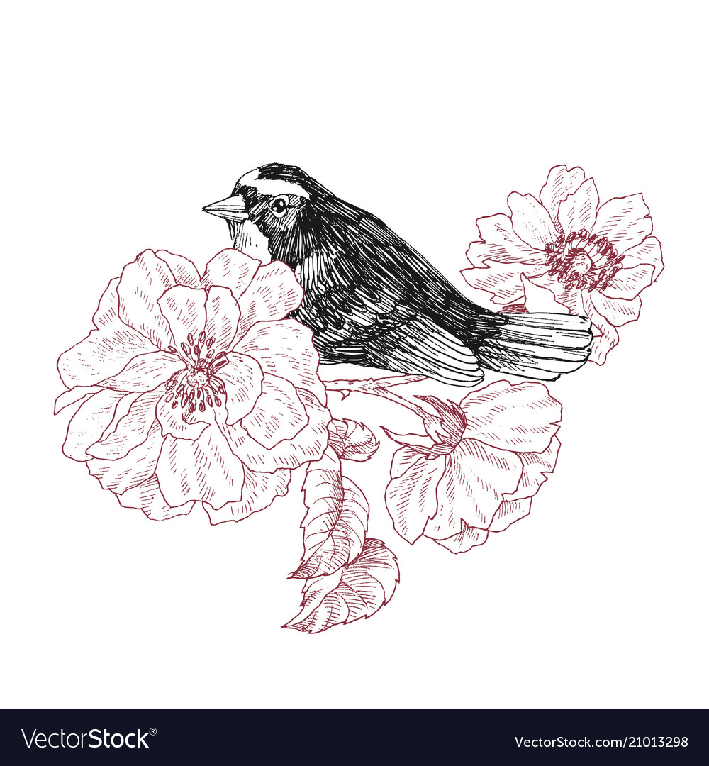 Bird hand drawn in vintage style with garden roses