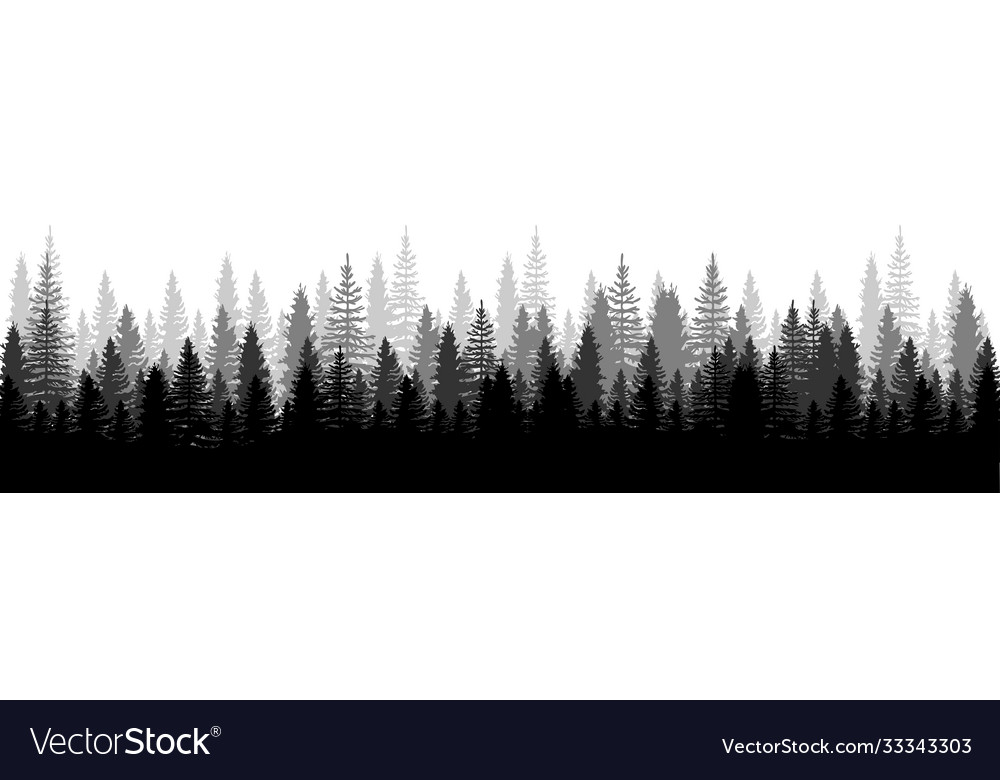 Forest panorama view pines spruce nature Vector Image