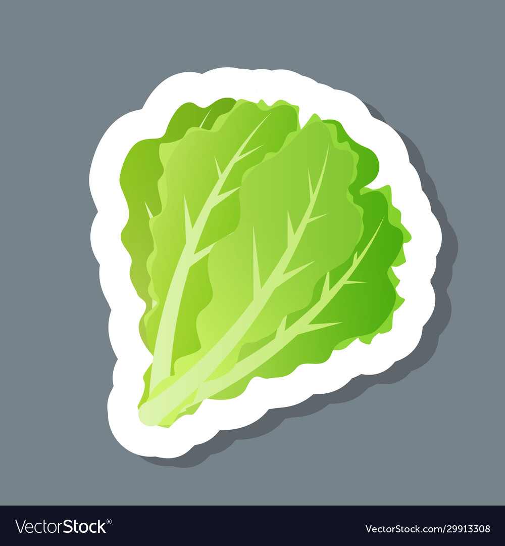 Fresh green salad leaves lettuce sticker tasty Vector Image