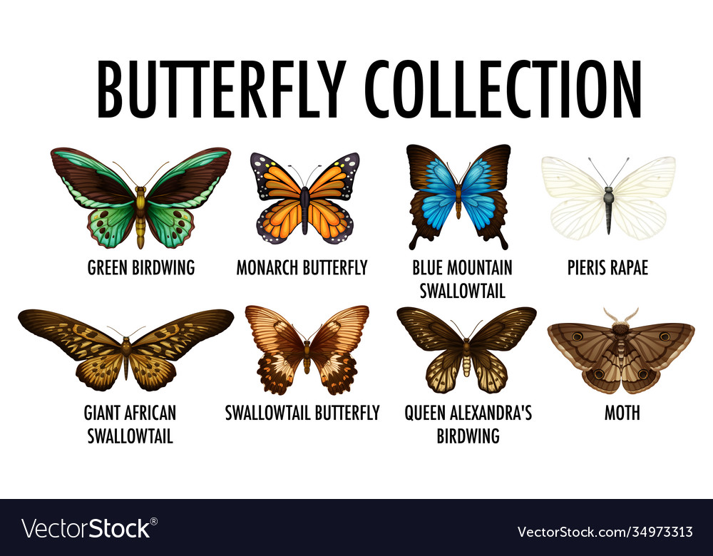 Butterfly collection on white background Vector Image