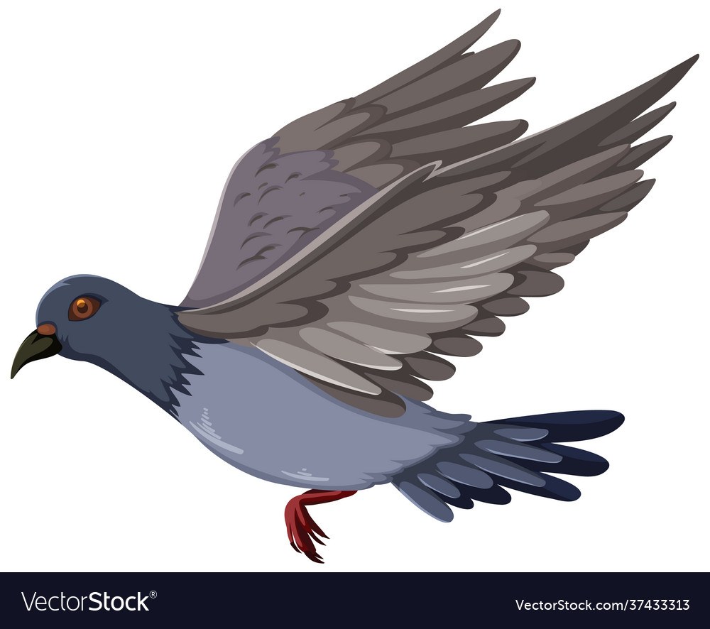 Pigeon bird flying cartoon isolated on white Vector Image