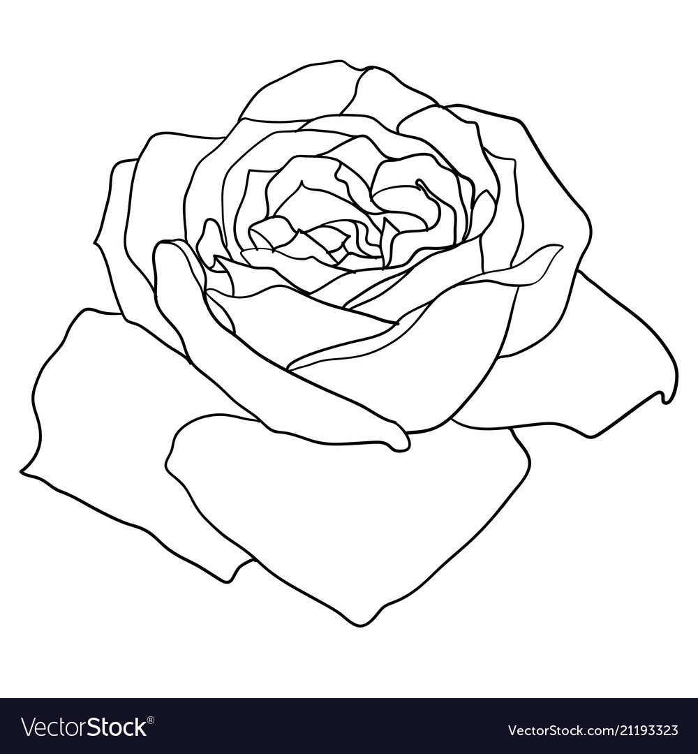 Beautiful monochrome sketch black and white rose Vector Image