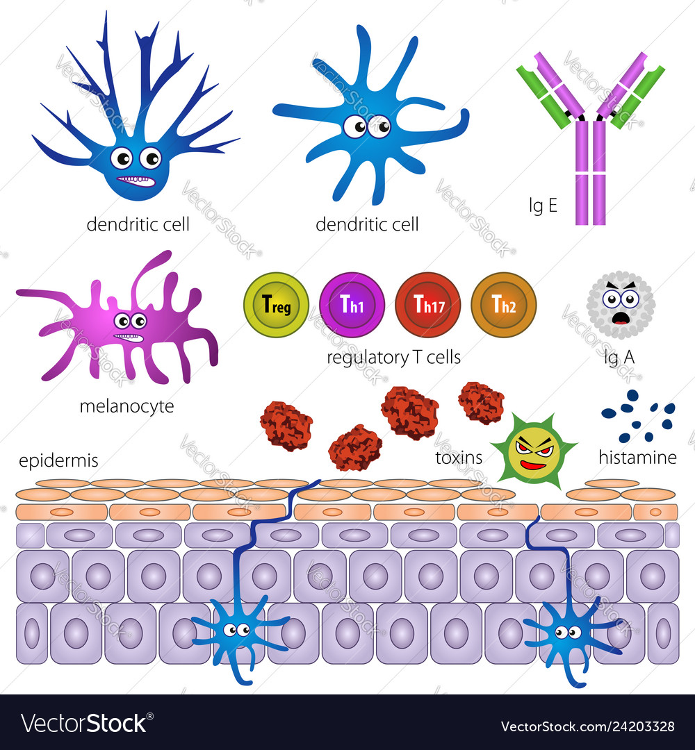 Cells of the protective layer of the skin Vector Image