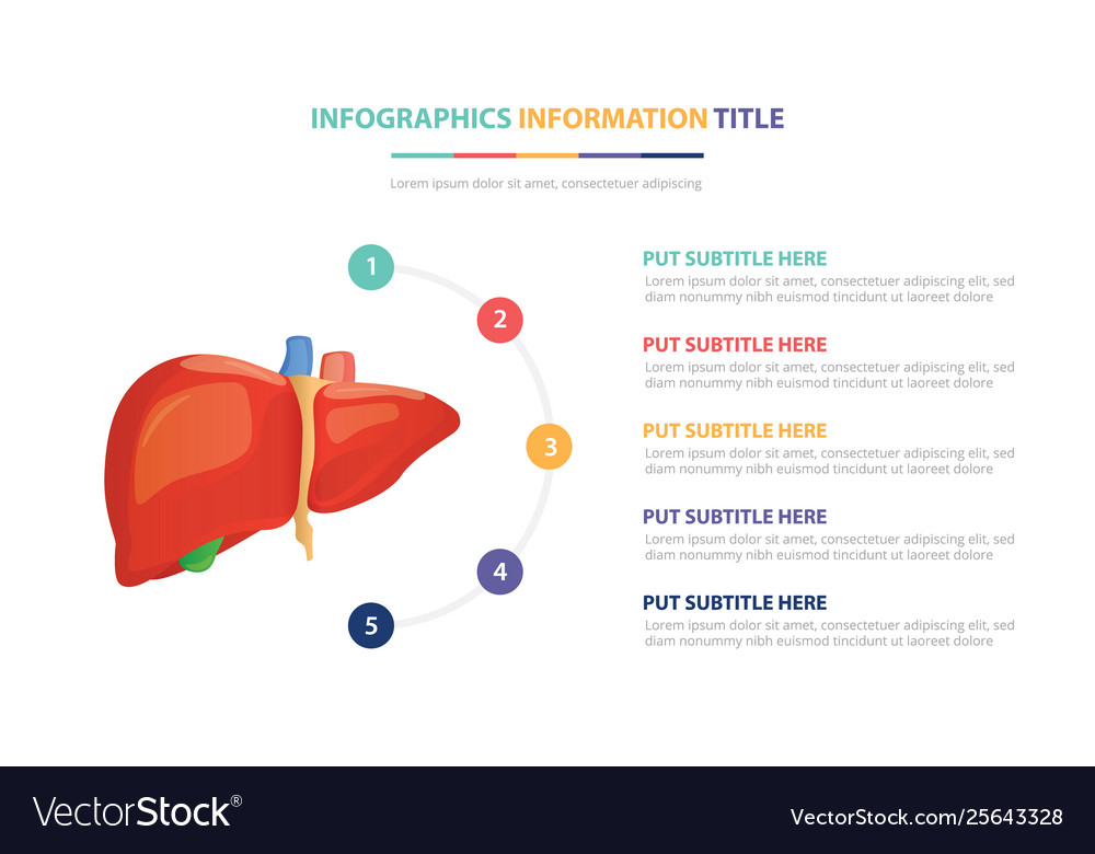 Human liver anatomy infographic template concept Vector Image