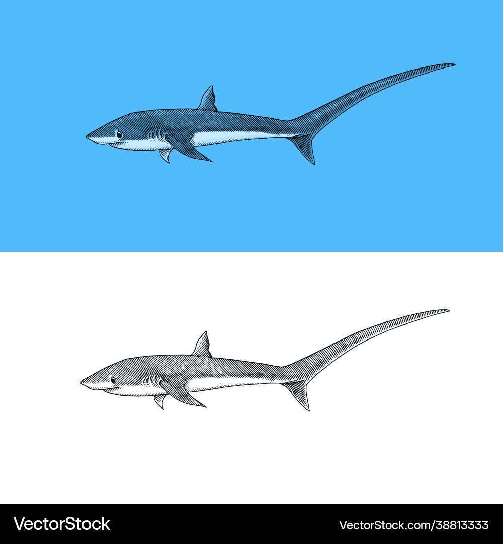 Thresher shark and atlantic bull or mackerel Vector Image
