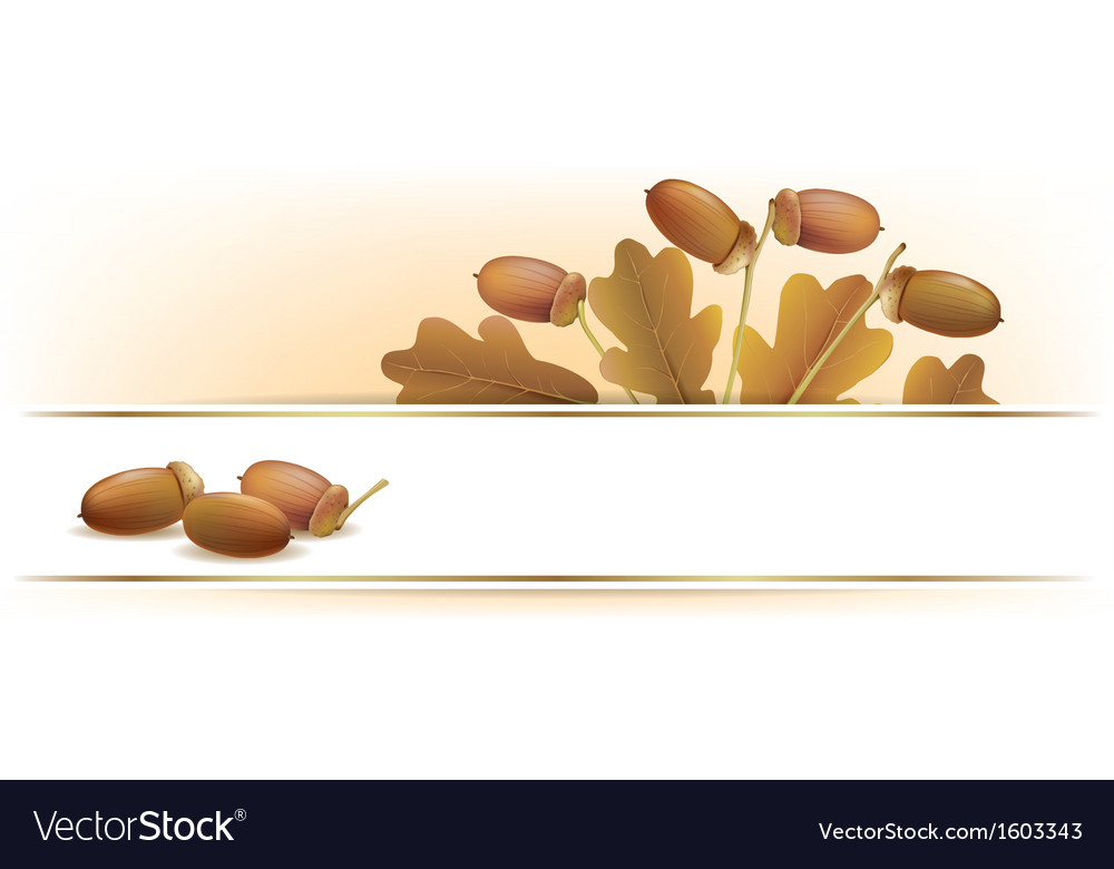 Banner With Acorns Royalty Free Vector Image Vectorstock