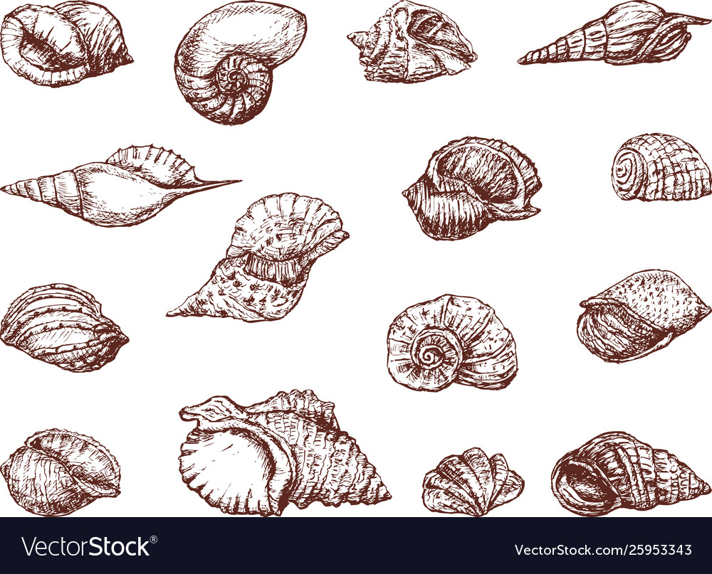 Sea cockleshells