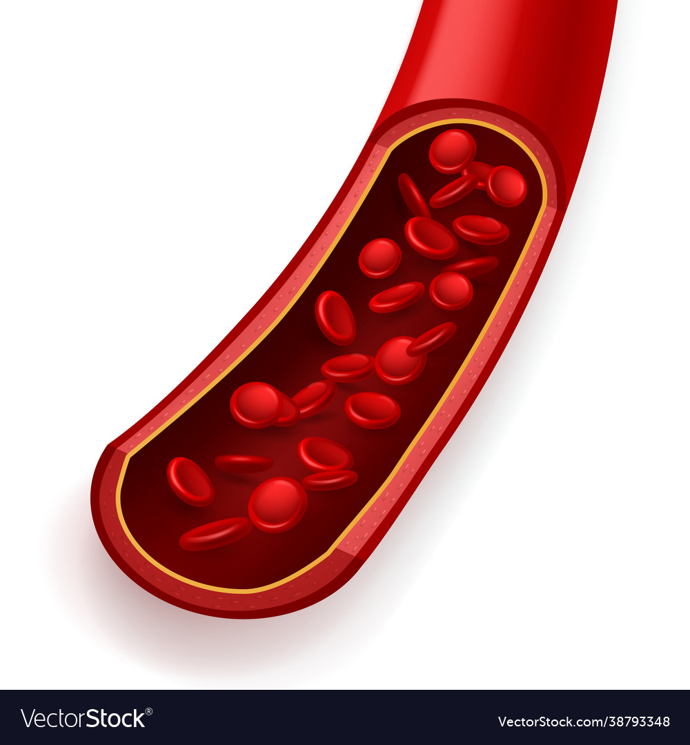 Blood vessel in section normal healthy coronary Vector Image