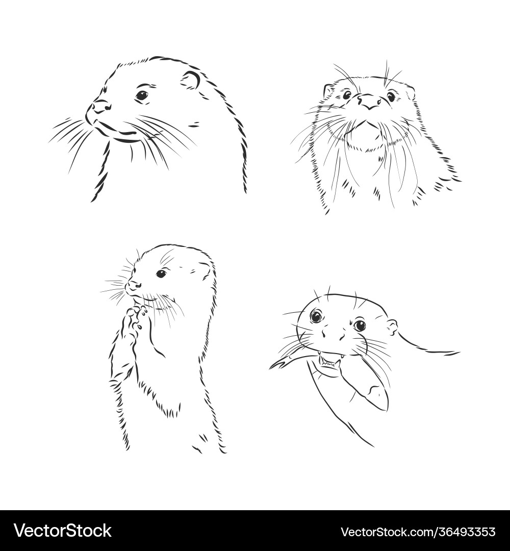 Hand drawn sketch a smooth coated otter Royalty Free Vector