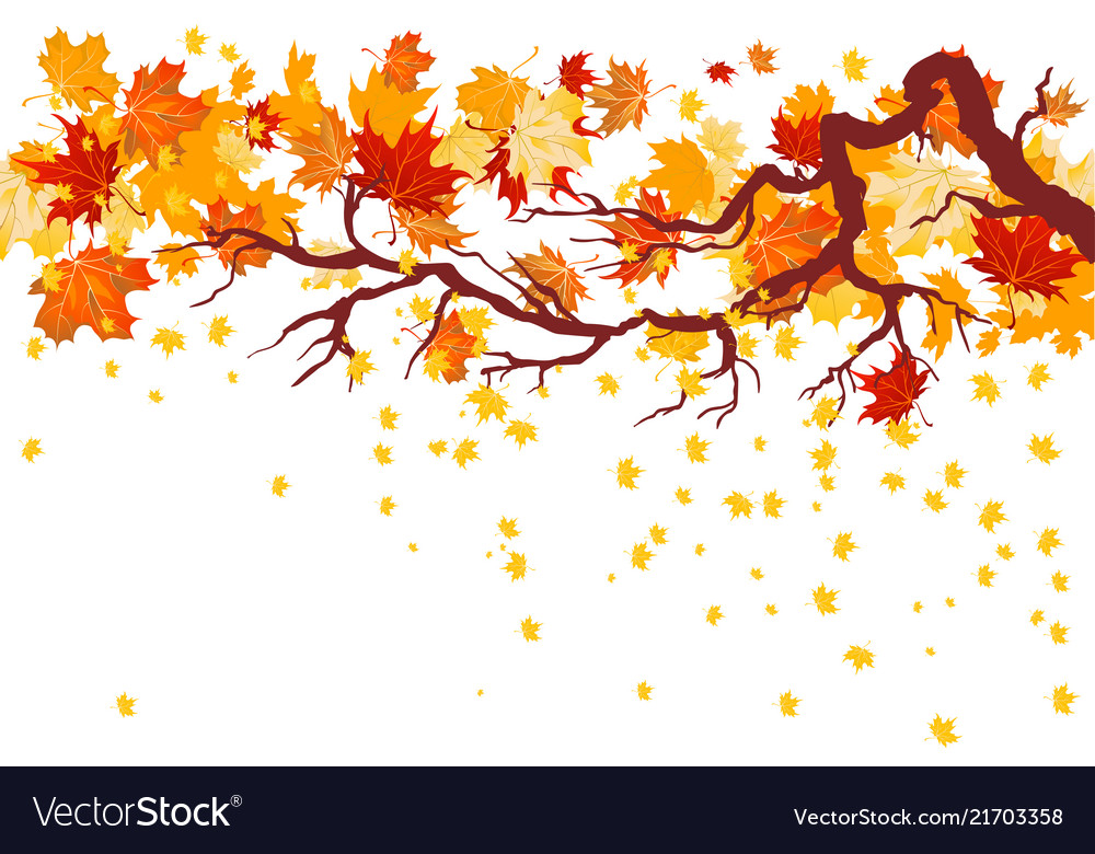 Fall maple branch Royalty Free Vector Image - VectorStock