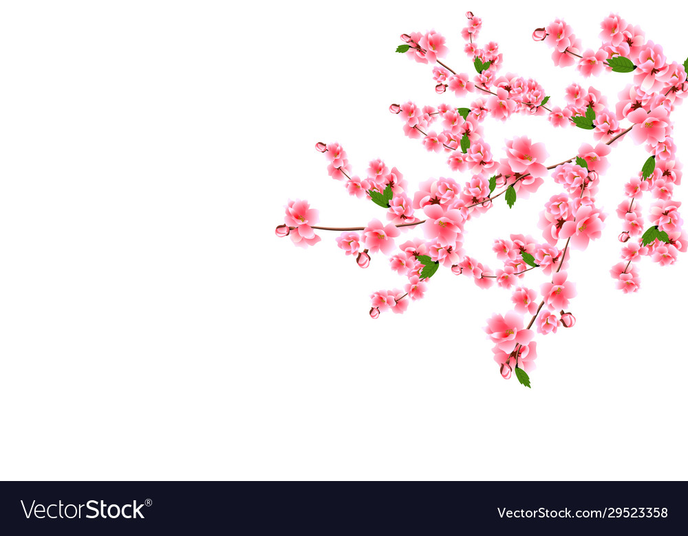 Sakura cherry branches with delicate pink flowers Vector Image