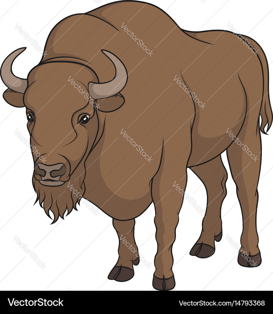 Color image bison Royalty Free Vector Image - VectorStock