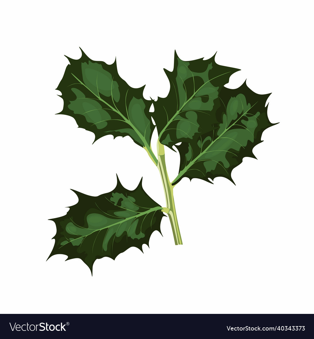 Ilex branches with leaves holly Royalty Free Vector Image