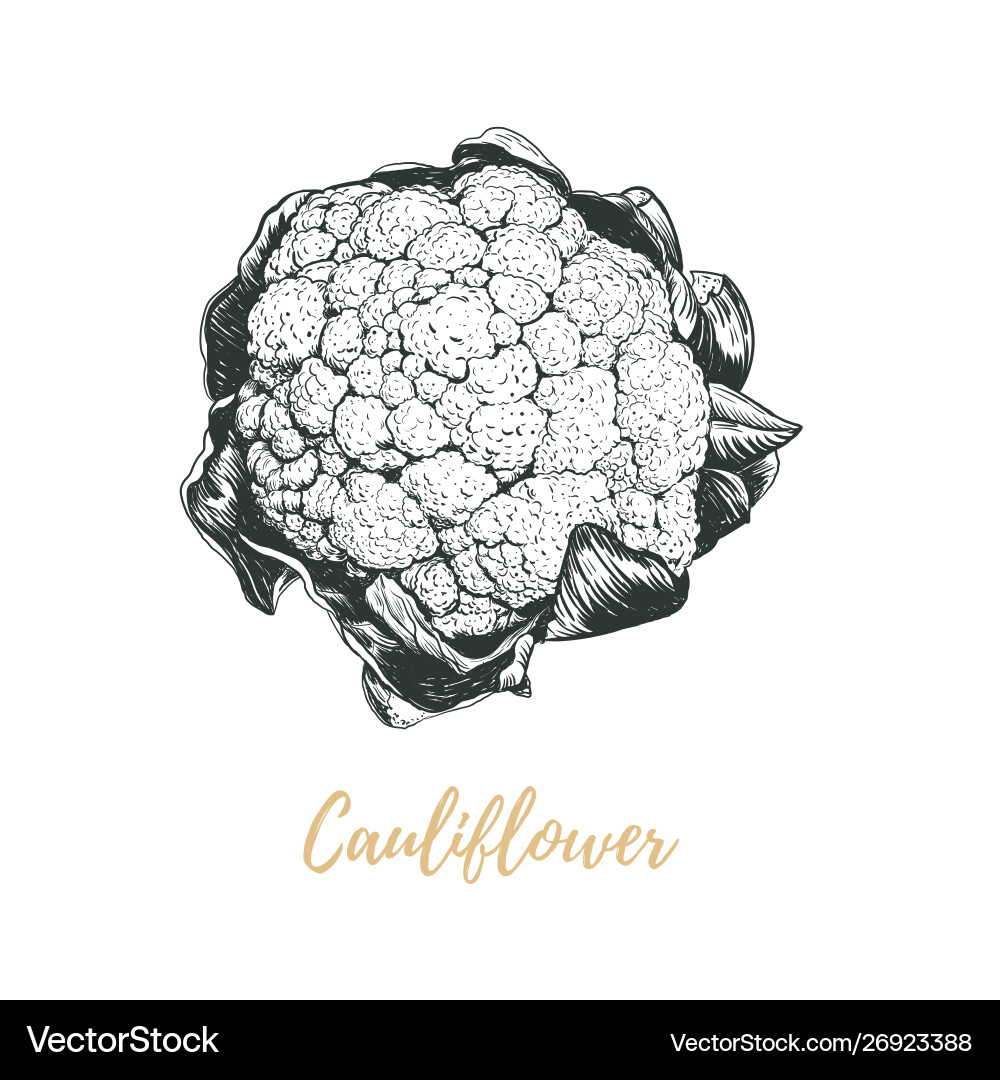 Cauliflower Vector Simple Cauliflower Royalty Free Vector Image - VectorStock