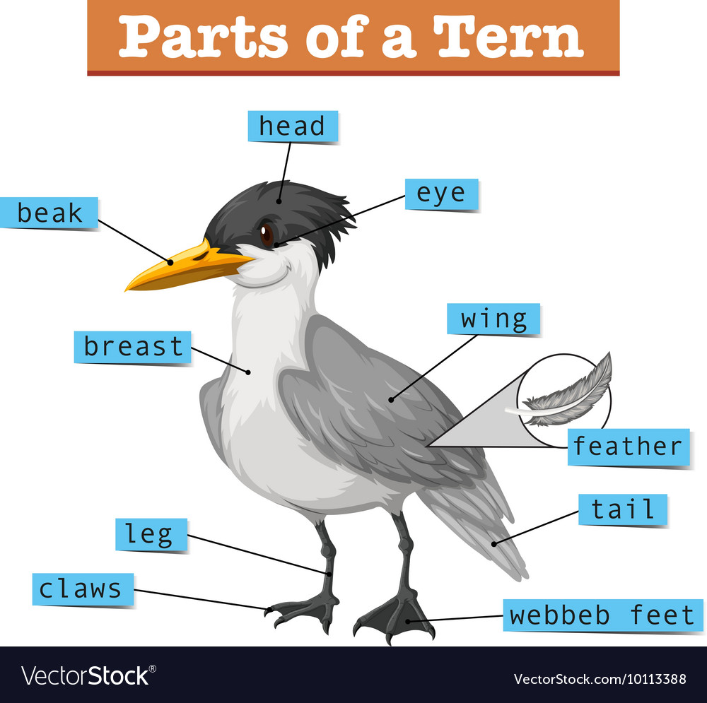 Diagram showing parts of tern Royalty Free Vector Image