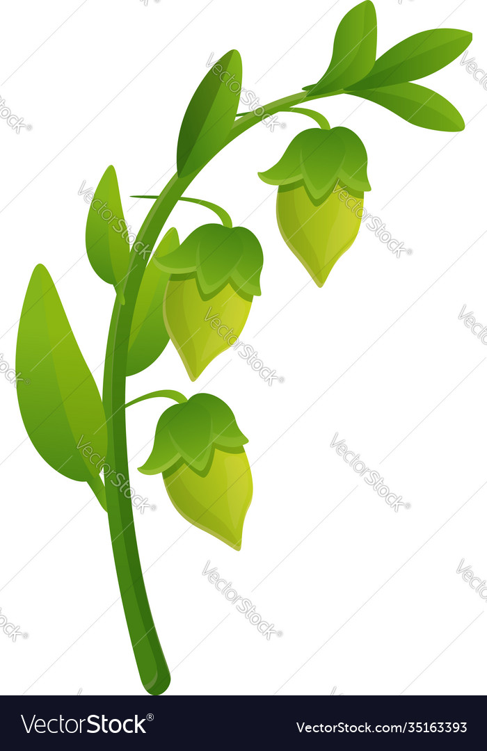 Jojoba branch plant icon cartoon style Royalty Free Vector