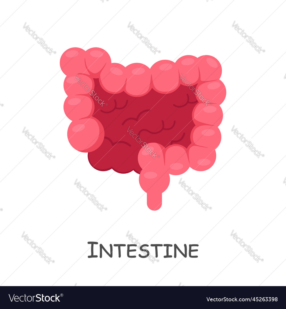 Intestine of human cartoon design isolated Vector Image