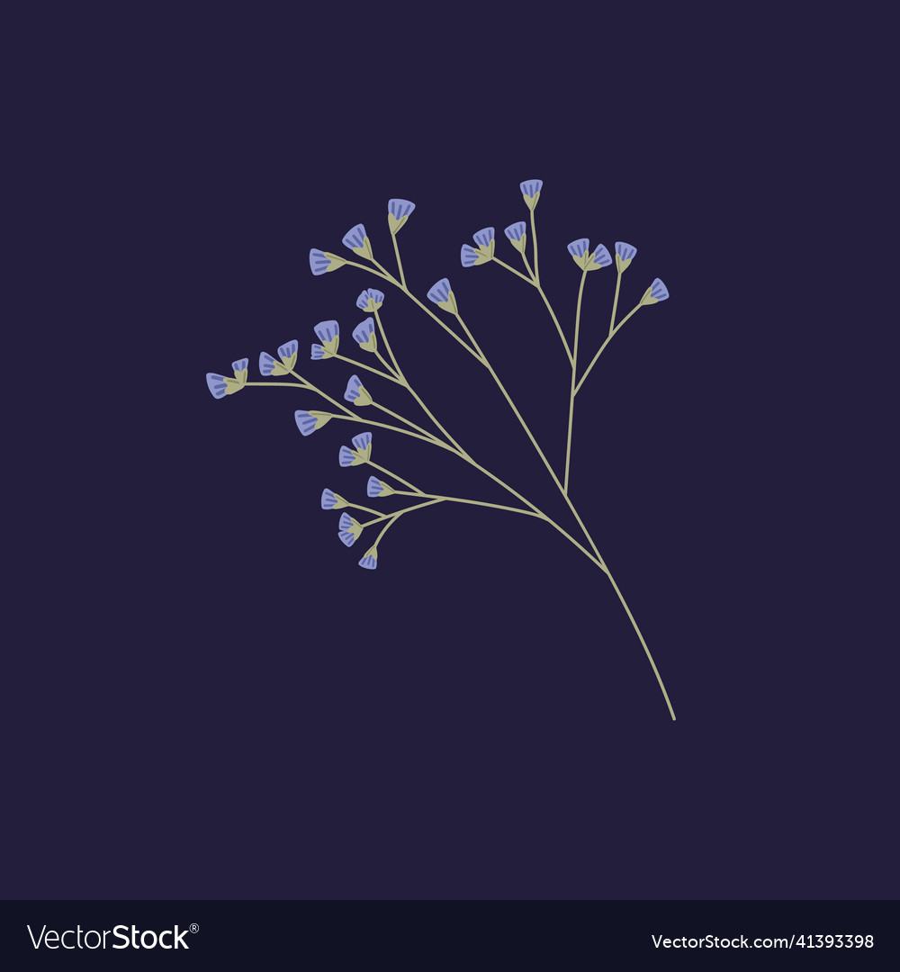 Sea lavender limonium flowers twig dry floral