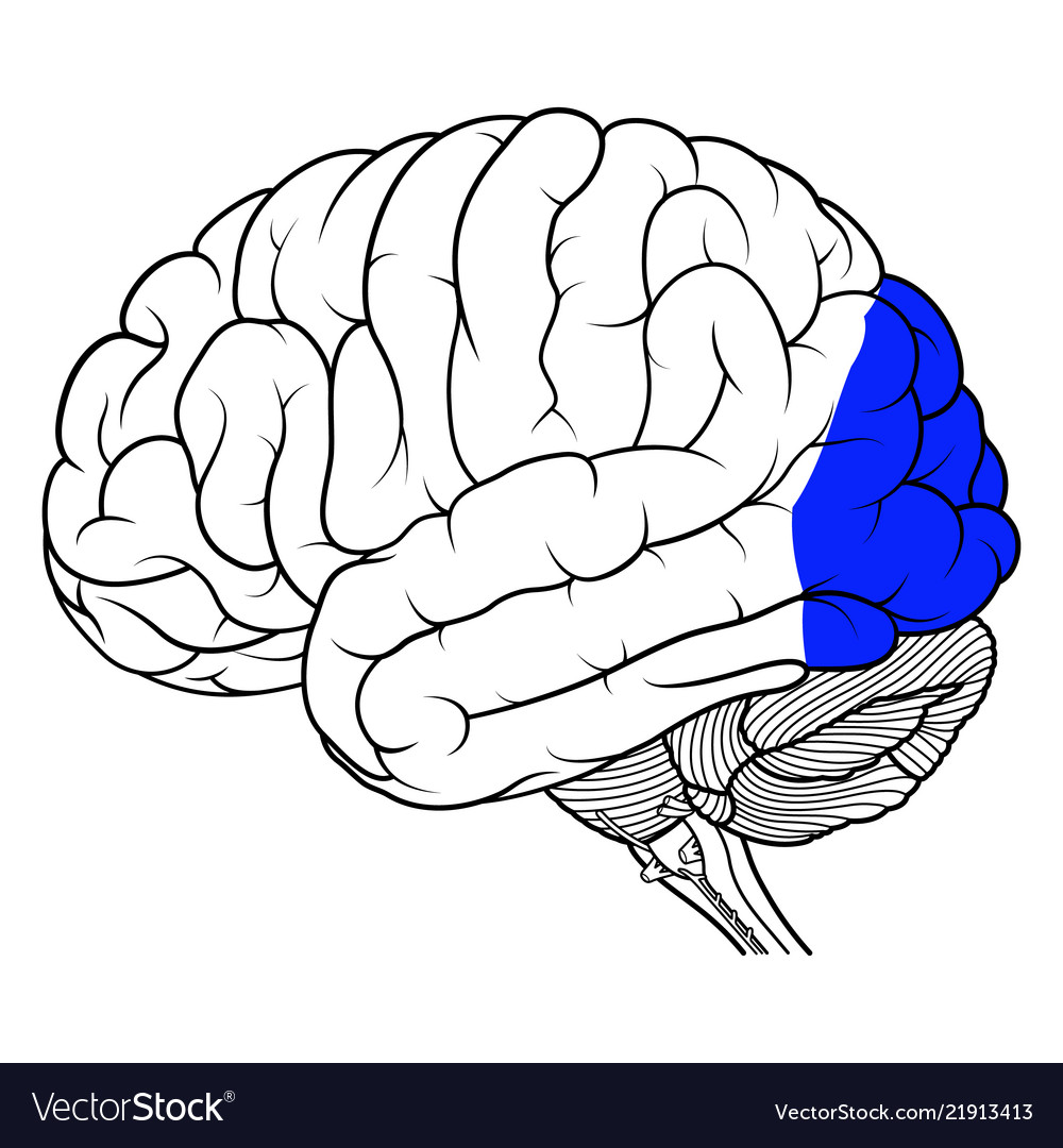 Occipital lobe human brain anatomy side view Vector Image Biology Diagrams