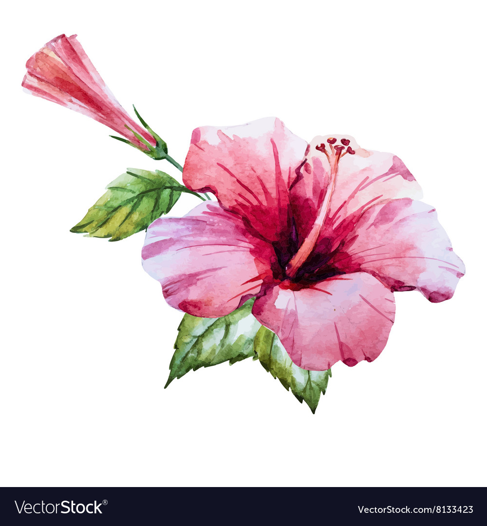 Watercolor hibiscus flower Royalty Free Vector Image