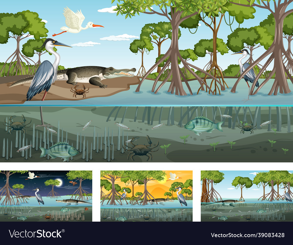 Different mangrove forest landscape scenes