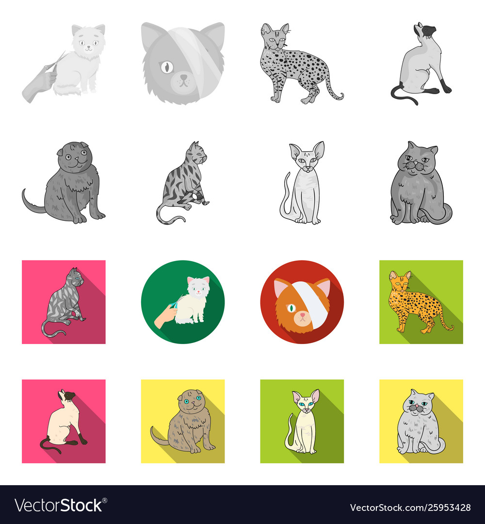 Isolated object pet and sphynx symbol set Vector Image